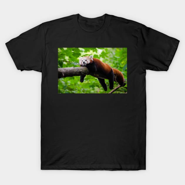 Lesser Panda T-Shirt by kawaii_shop